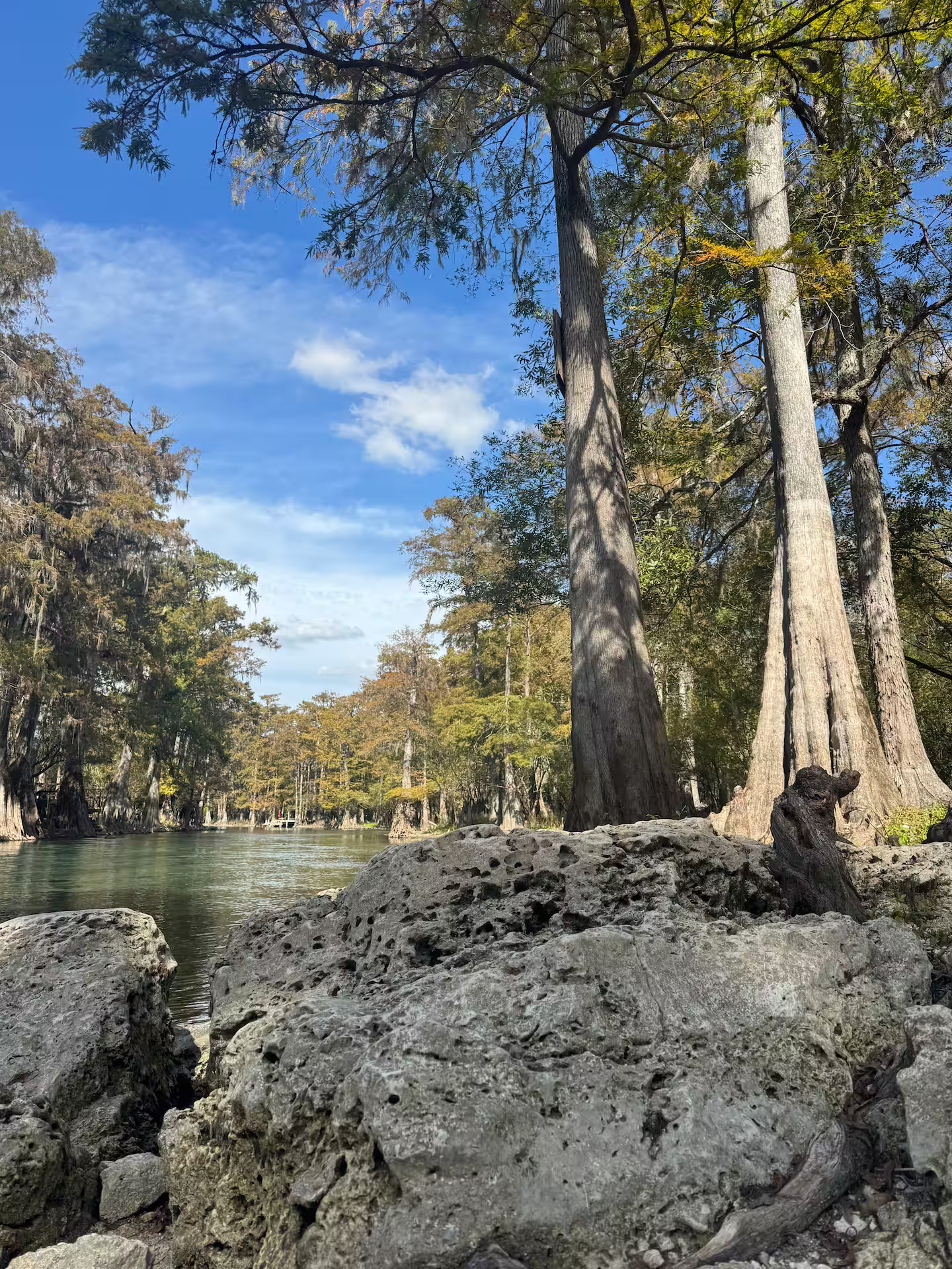 Cypress trees and limestone banks along the river near the retreat